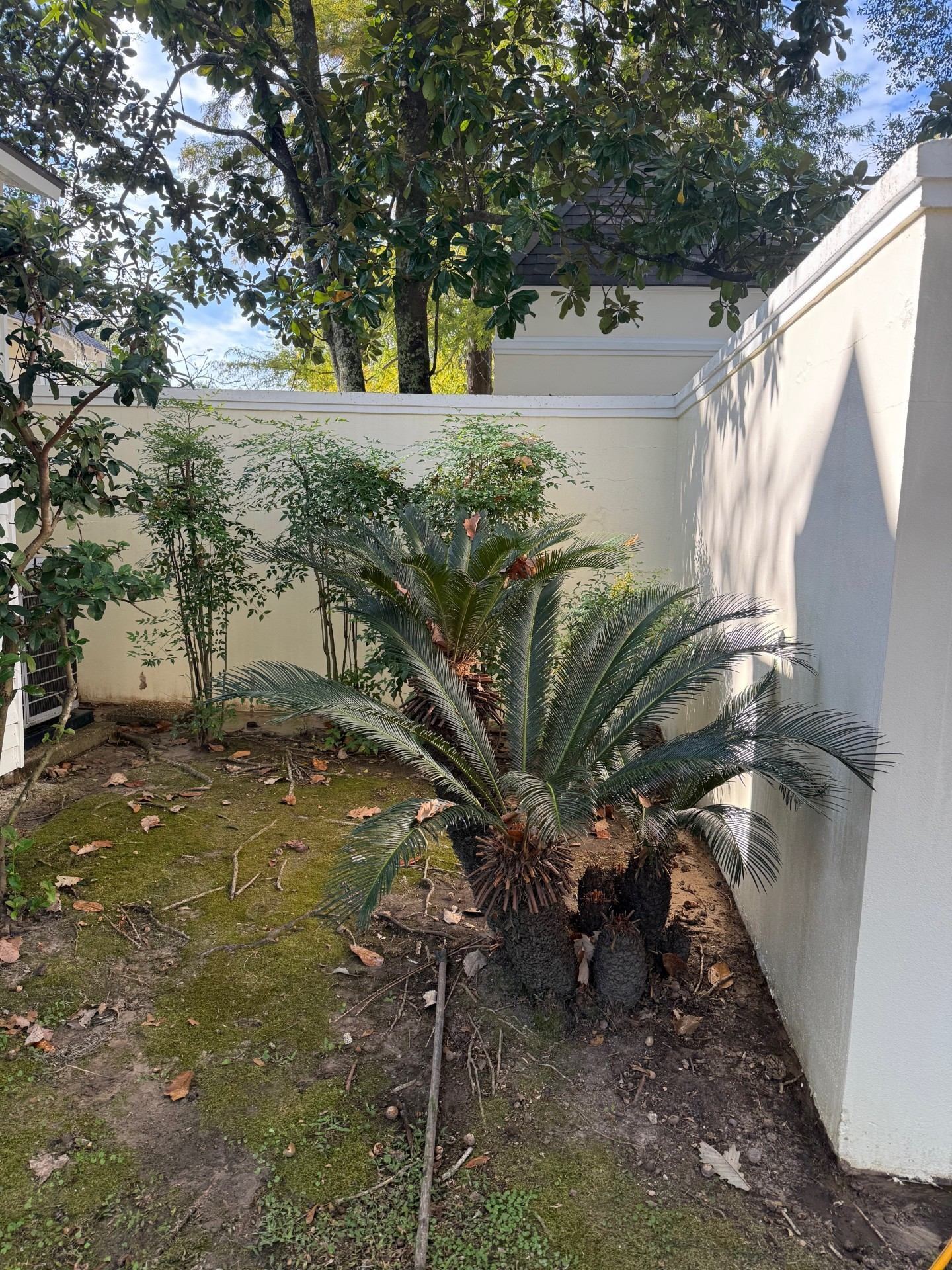 Fence after pressure washing